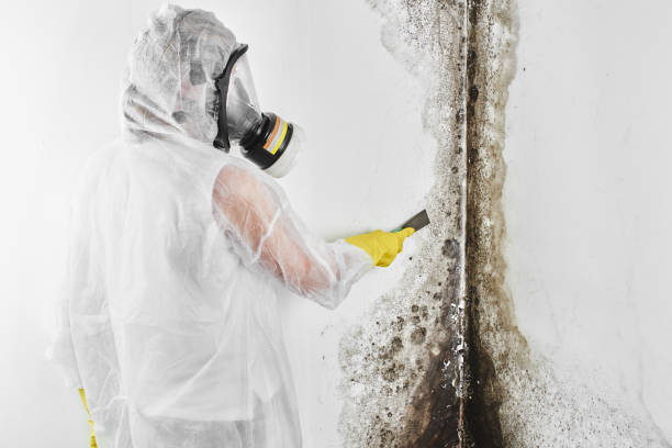 Best Commercial Mold Removal  in Derry, PA