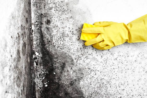 Best Affordable Mold Removal  in Derry, PA