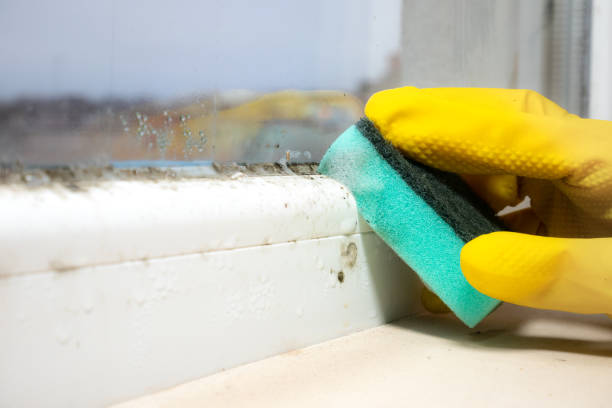 Trusted Derry, PA Mold Removal Experts