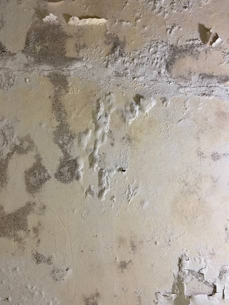 Best Home Mold Removal  in Derry, PA