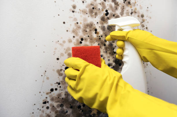 Best Mold Testing  in Derry, PA