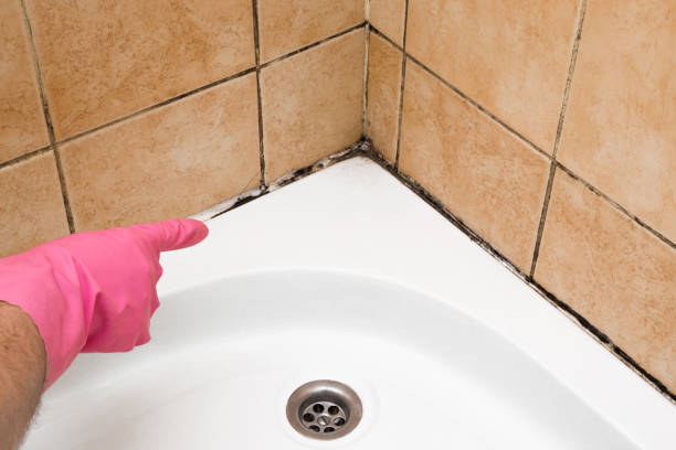 Home Mold Removal in Derry, PA